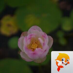 娜娜【美摄视界】