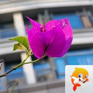 纳兰＿🎤V娱热点