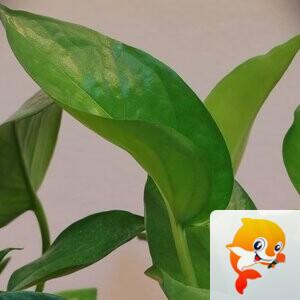 纳兰＿🎤V娱热点