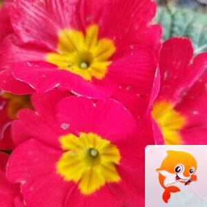 秦之声大秦社静香