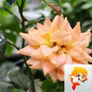 纳兰＿🎤V娱热点