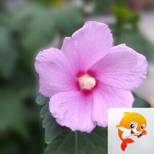 纳兰＿🎤V娱热点