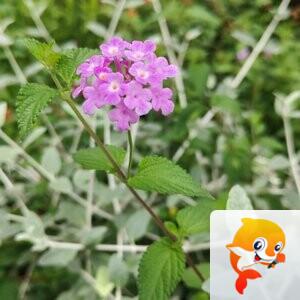 纳兰＿🎤V娱热点