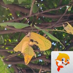 纳兰＿🎤V娱热点