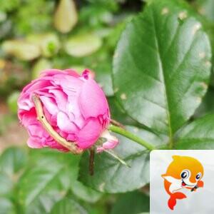 纳兰＿🎤V娱热点