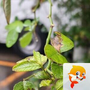 纳兰＿🎤V娱热点