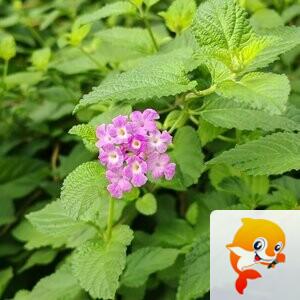 纳兰＿🎤V娱热点