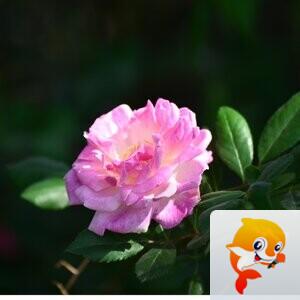 七月雨【美摄视界】 