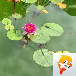 纳兰＿🎤V娱热点