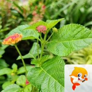 纳兰＿🎤V娱热点