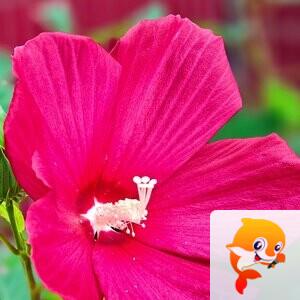 离离原上草