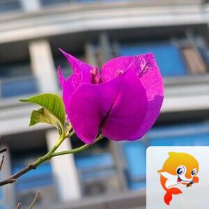 纳兰＿🎤V娱热点