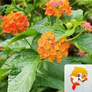 纳兰＿🎤V娱热点