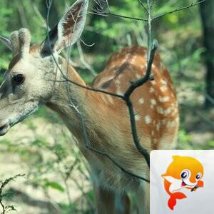 🔥XF🔥💞仙女🐠💞