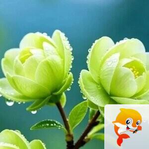 ✾͡别闹❦冷楓࿐