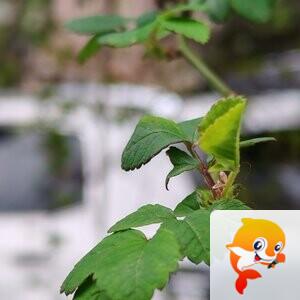 纳兰＿🎤V娱热点