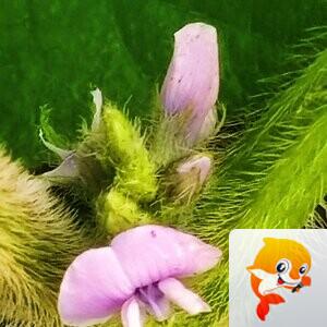 野火烧不尽【美摄视界】