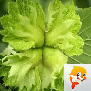 火凤凰【文声汇影】