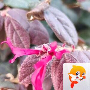 纳兰＿🎤V娱热点