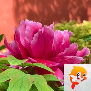 小夏～【美摄视界】