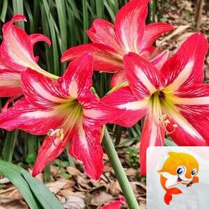 纳兰＿🎤V娱热点