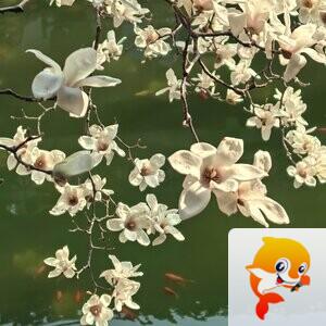 阿拉【爱花家园】