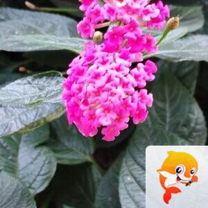 纳兰＿🎤V娱热点