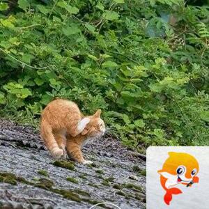 诗和远方