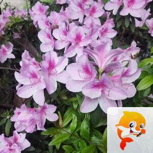 🇨🇳🎖️醉🍒玲玲