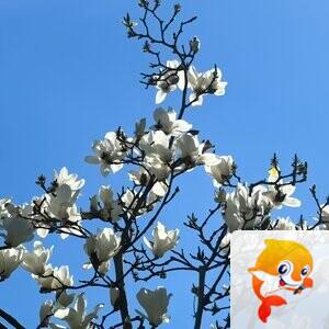 宁静【情暖天涯】