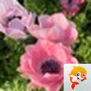 ✿͜坣袖༣ྀ࿆