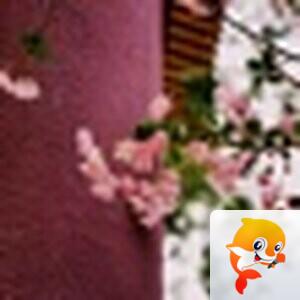 猫咪【美摄视界】