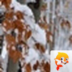 【朗读者 】衍苏