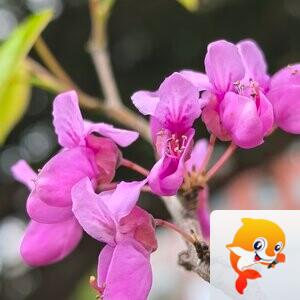 ꕥ᭄窗含西岭ꦿ【爱花家园】