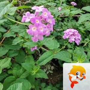 纳兰＿🎤V娱热点