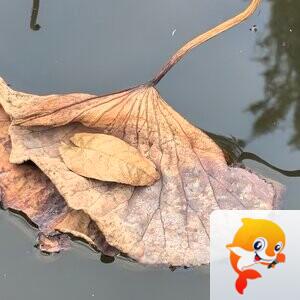 老书生【西窗剪烛】