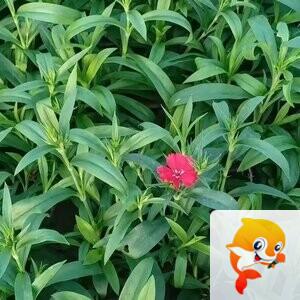 苏莯