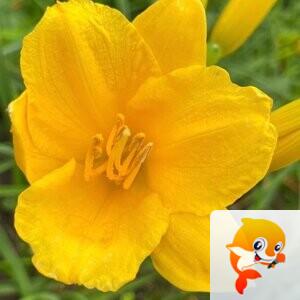 秦之声彩虹（舞师小号）