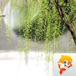 指尖花花