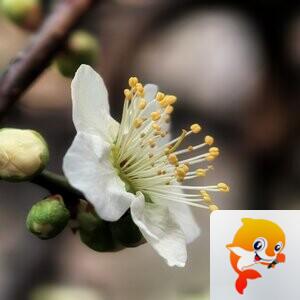 阿拉【爱花家园】