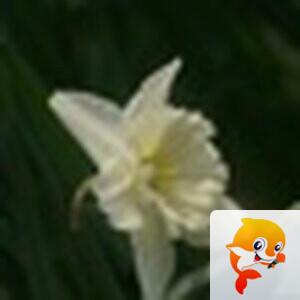 Phoenix【美摄视界】