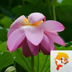 飞鱼【美摄视界】