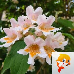 粒说歆语(余拙免聊）