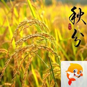 宗枫