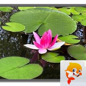 柠檬茶