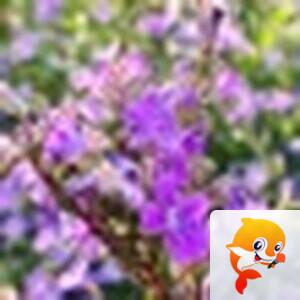 如意芳霏