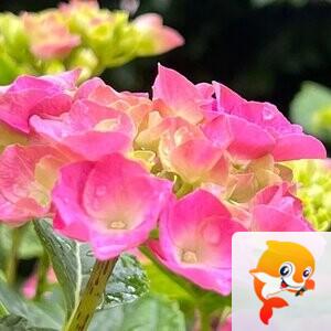 秦之声彩虹（舞师小号）