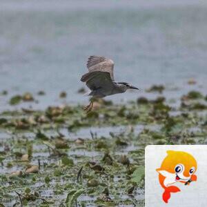 芳草地【美摄视界】