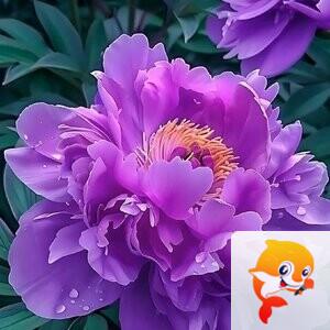 🌹🌹为爱相随4