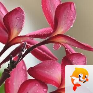 🇨🇳缘梦家族长